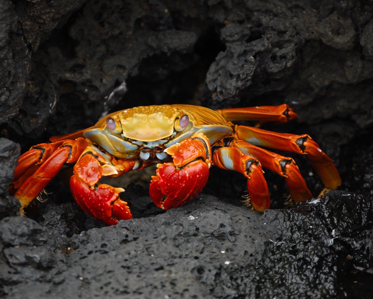 Рыжий краб прячется в камнях