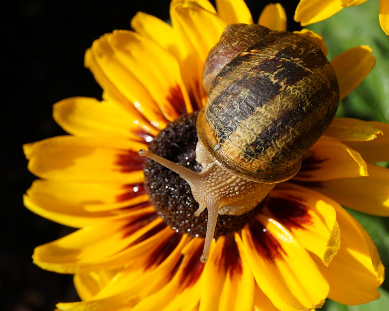 Улитка сидит на цветке эхинацеи