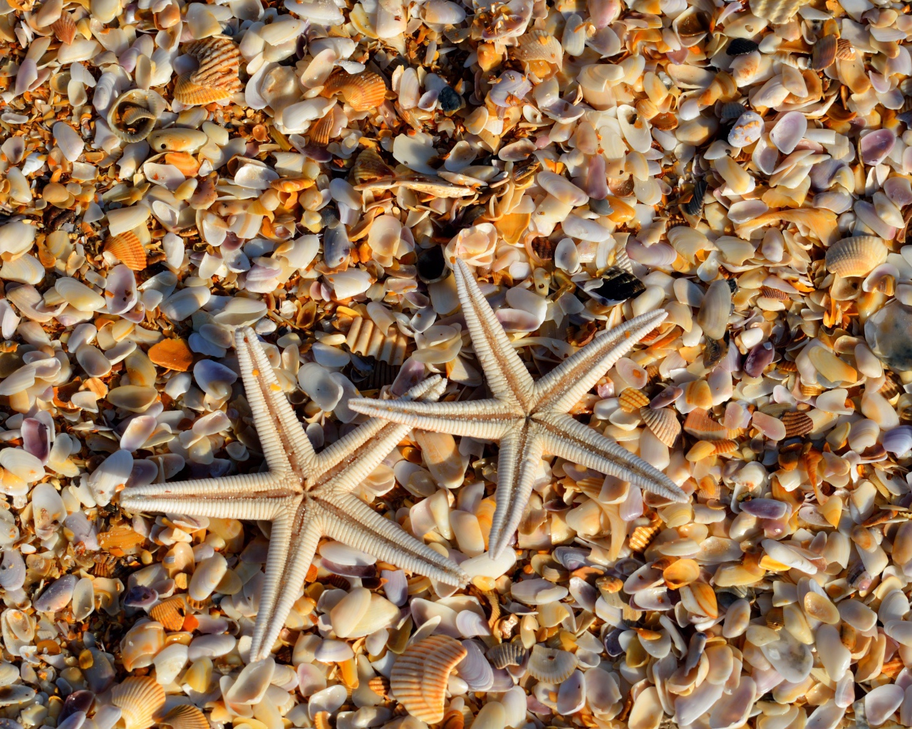 Две морские звезды лежат на ракушках 