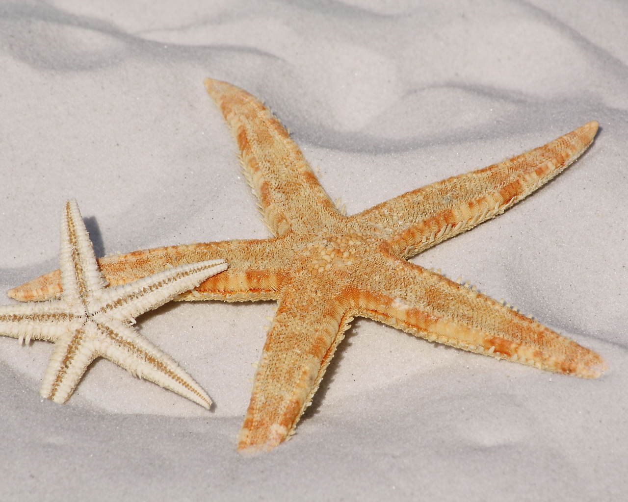 Две морские звезды на горячем морском песке