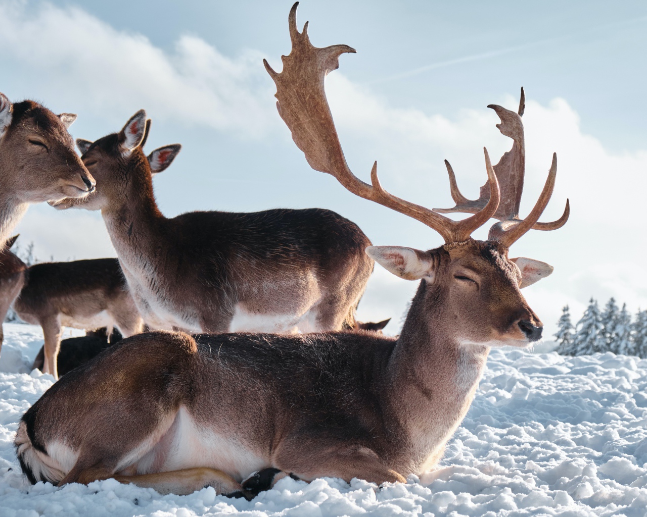 Стадо северных оленей в лучах солнца на снегу