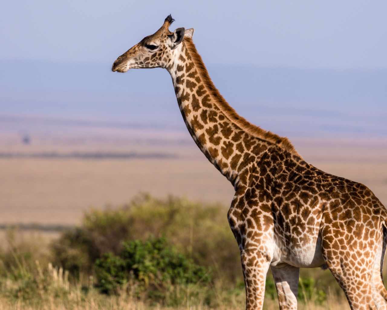 Большой пятнистый жираф гуляет по саванне 