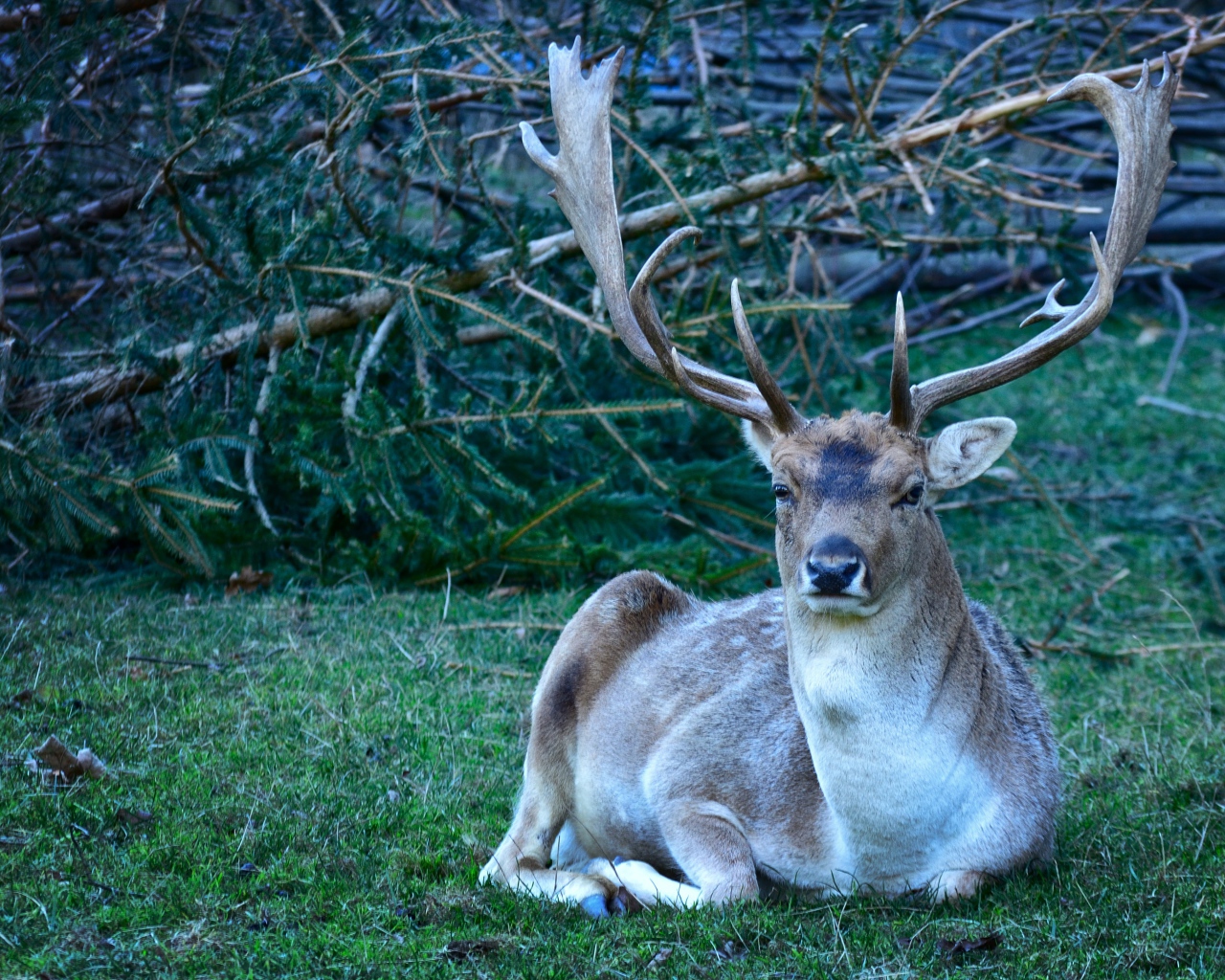 Самец лани с большими рогами
