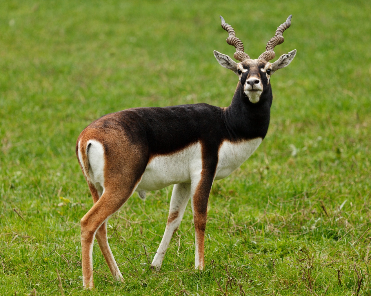 Большая антилопа на зеленой траве