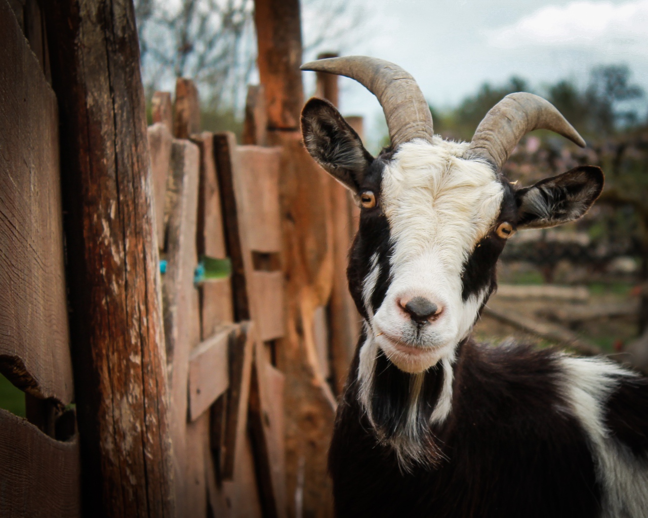 Черно-белая домашняя коза