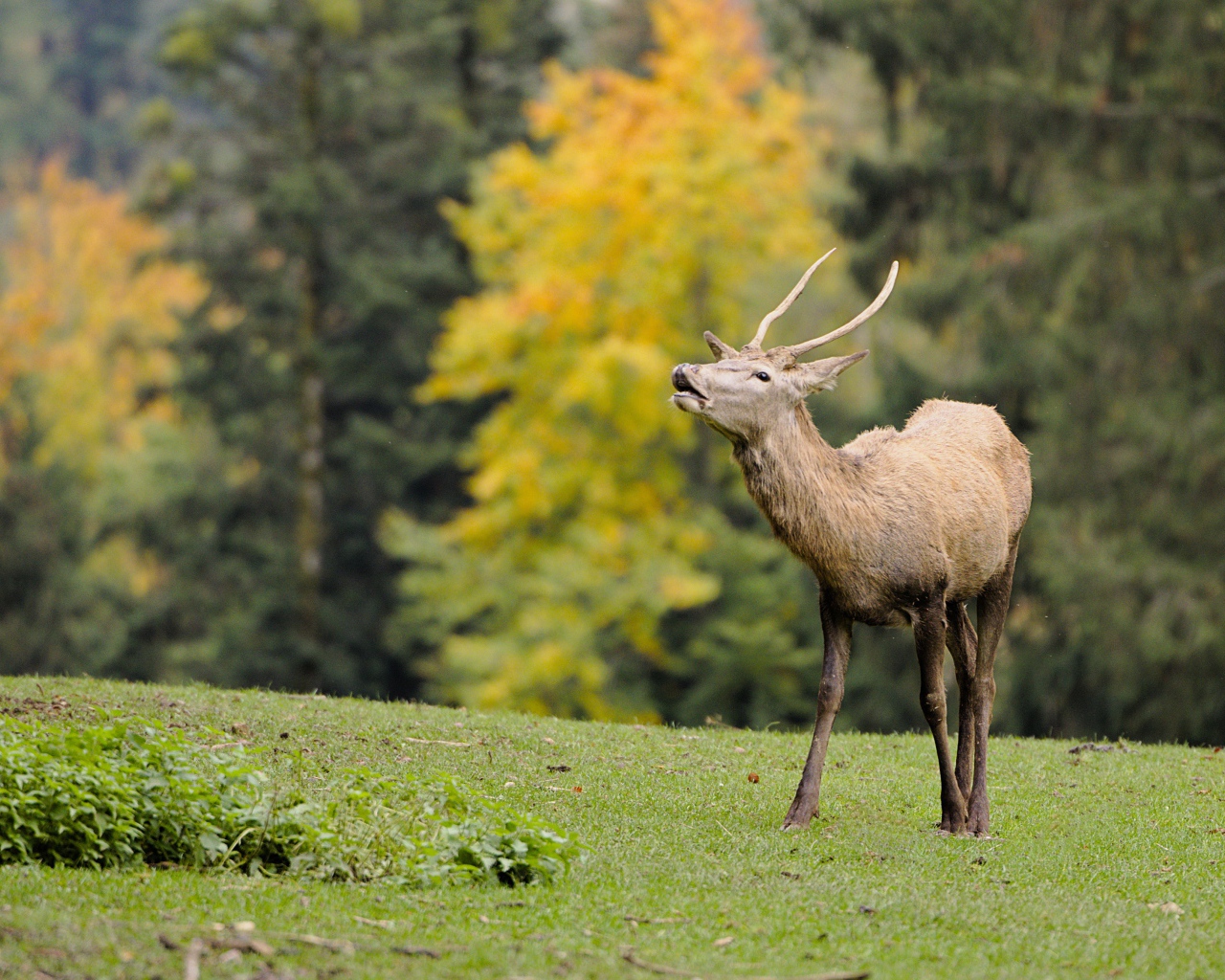 Олень кричит в лесу 