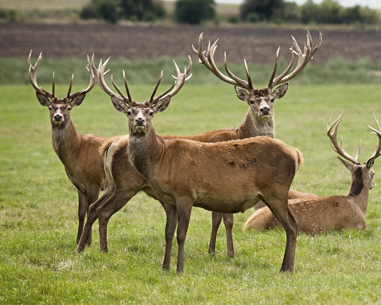 Стадо оленей на зеленой траве 