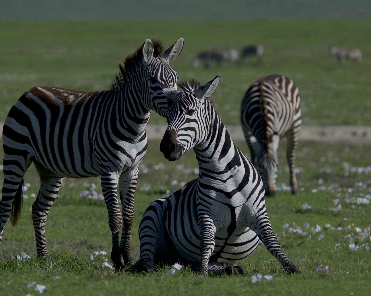 Стадо полосатых зебр на зеленой траве 