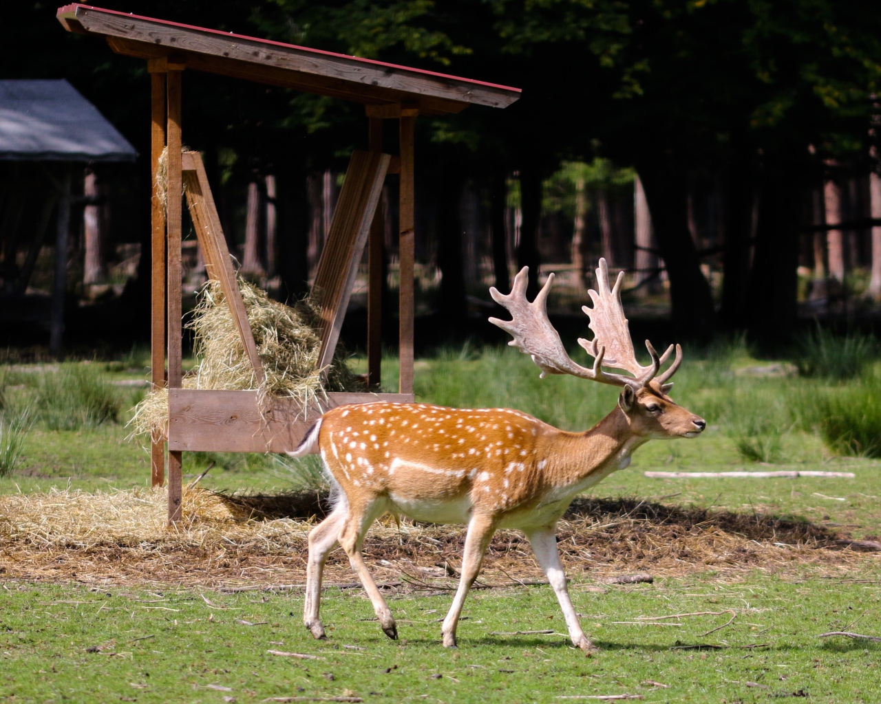 Большой пятнистый олень с большими рогами 