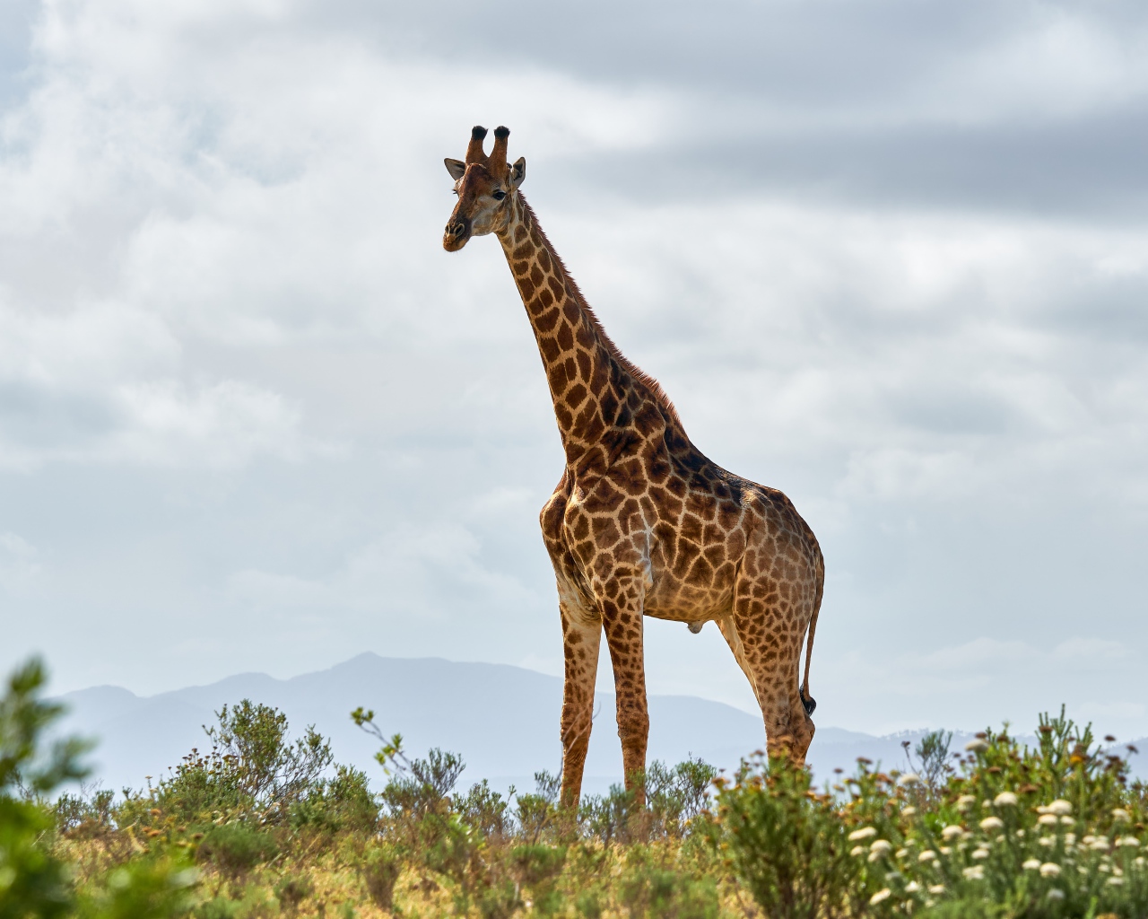 Большой пятнистый жираф в траве 