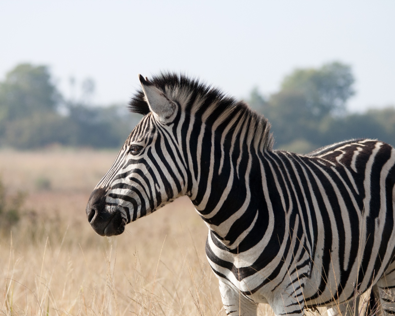 Большая полосатая черно-белая зебра на поле 