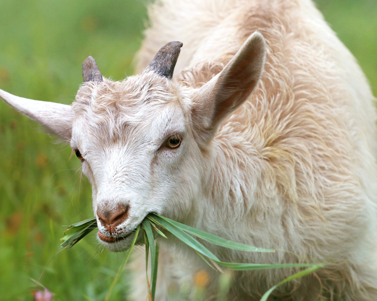 Маленький козленок ест траву