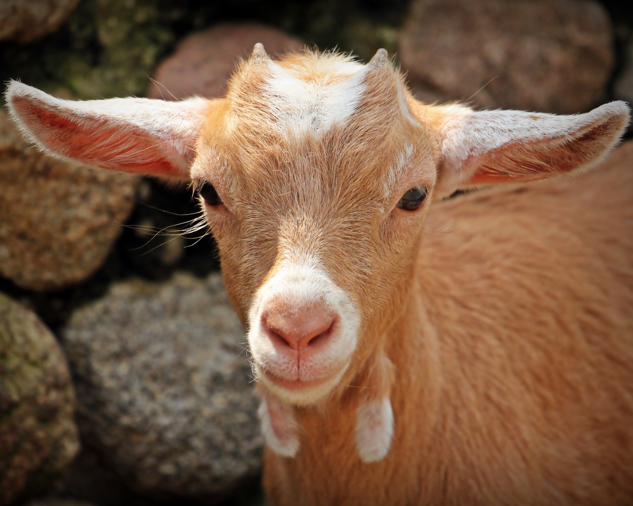 Маленький козленок с рожками