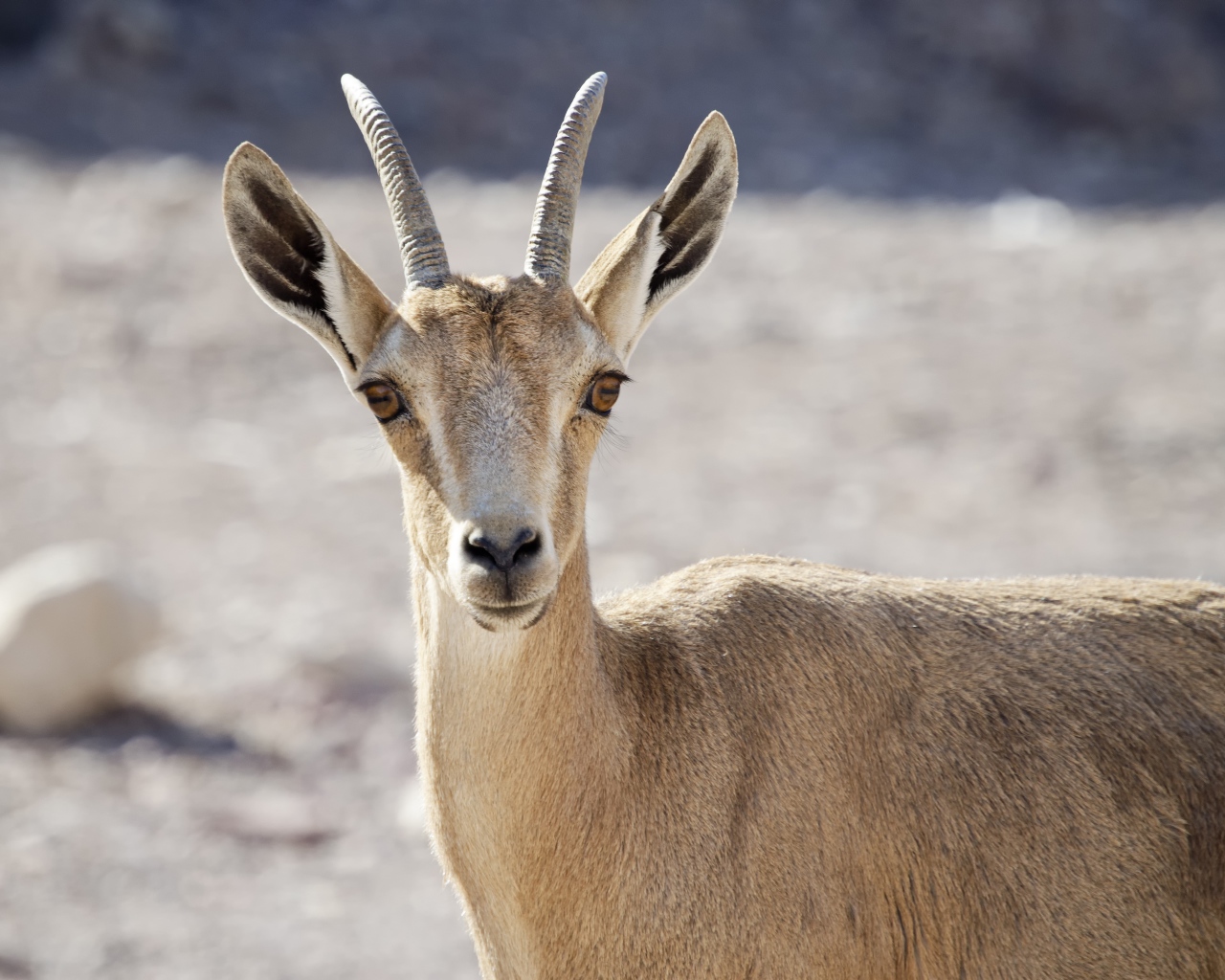 Нубийский горный козёл крупным планом 