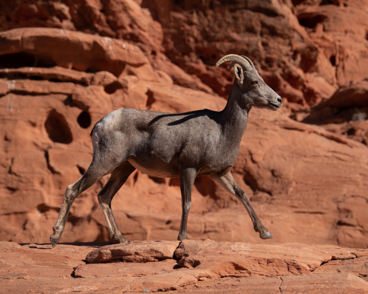 Нубийский горный козёл идет по камням