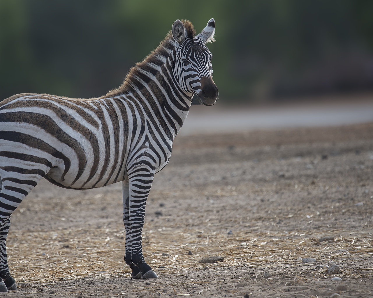 Полосатая зебра стоит на земле