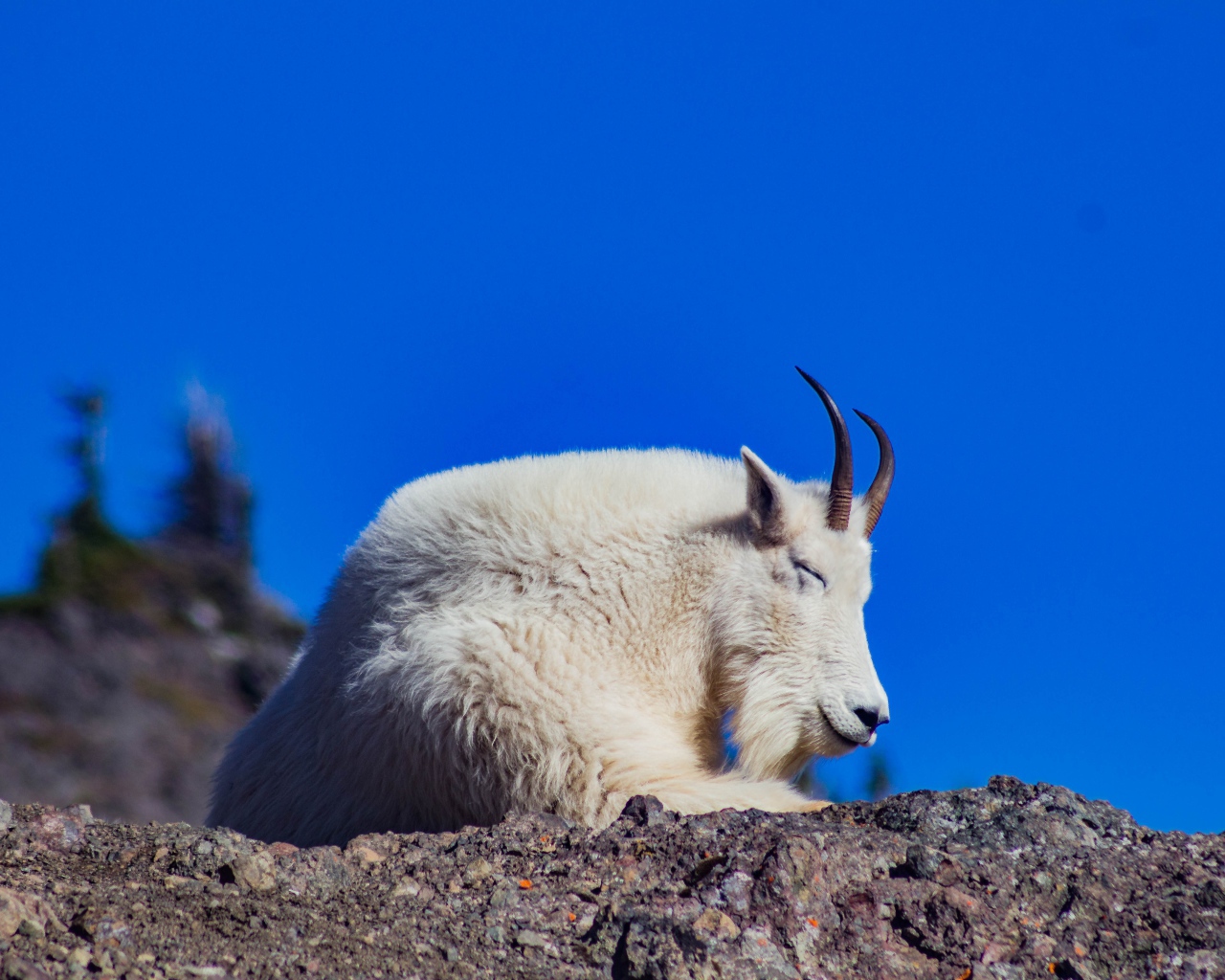 Козел спит на камнях на фоне неба 