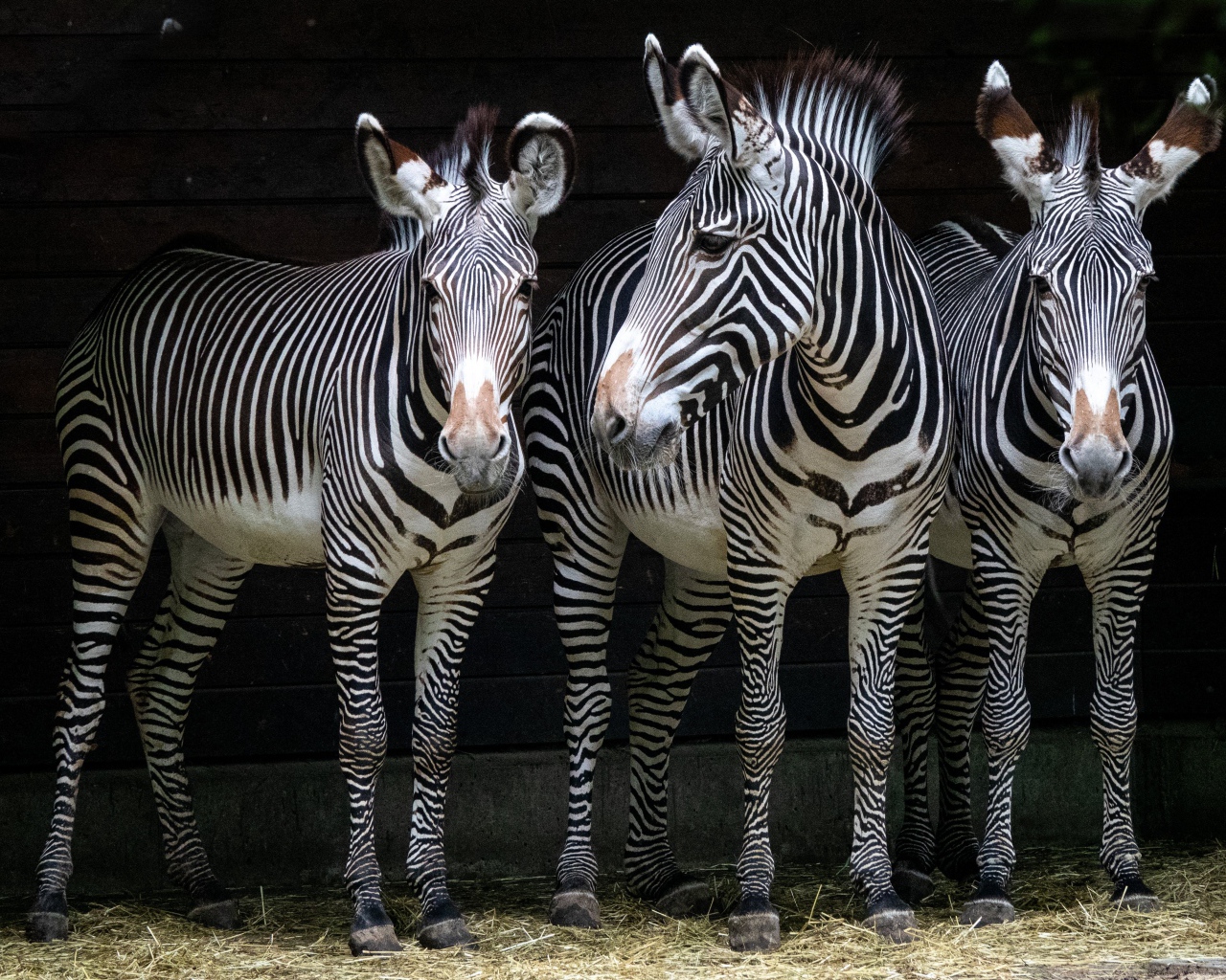 Три полосатые зебры стоят у стены в зоопарке 