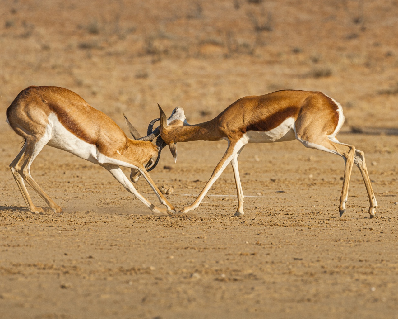 Две газели дерутся в саванне 