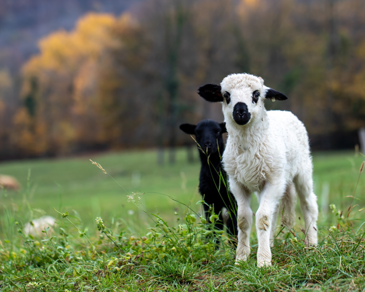 Два маленьких ягненка на зеленой траве 