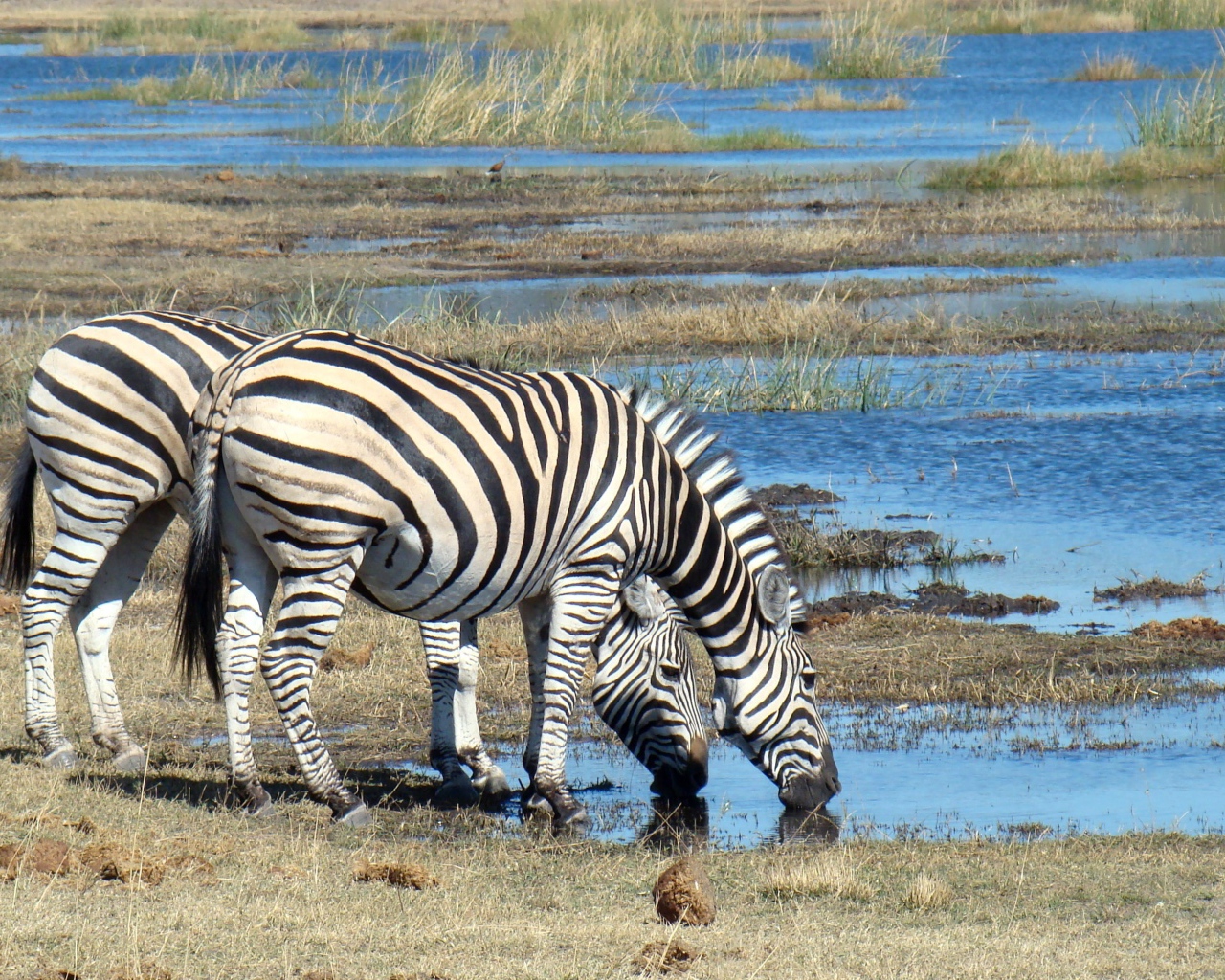 Две полосатые зебры у водопоя