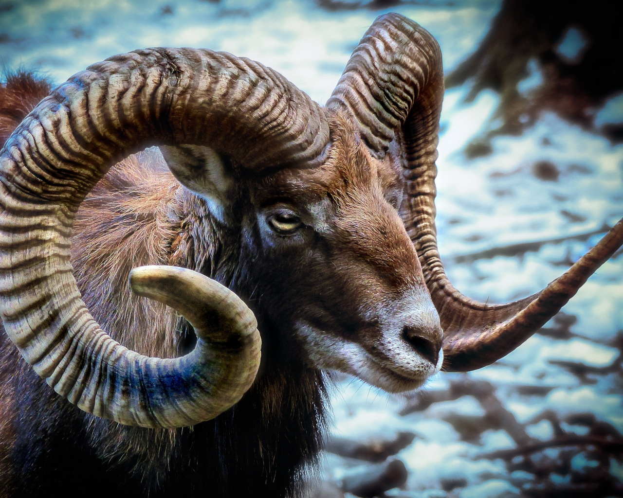 Дикий муфлон с большими рогами