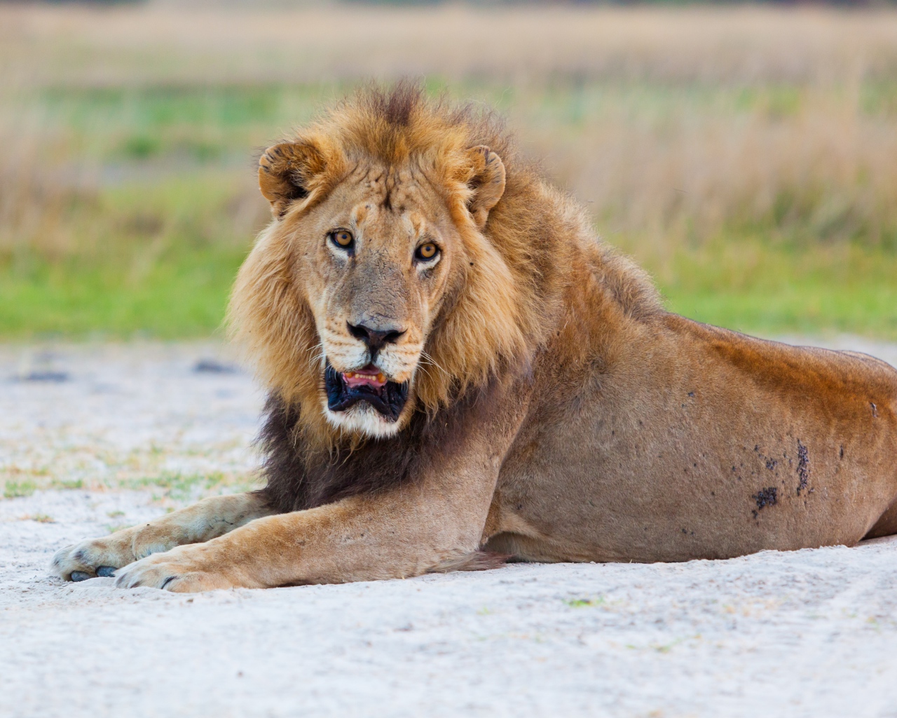 Большой лев с открытой пастью лежит на песке