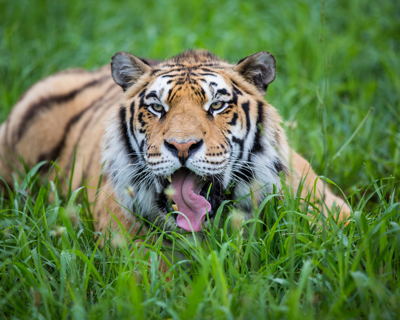 Полосатый тигр с высунутым языком лежит в зеленой траве 