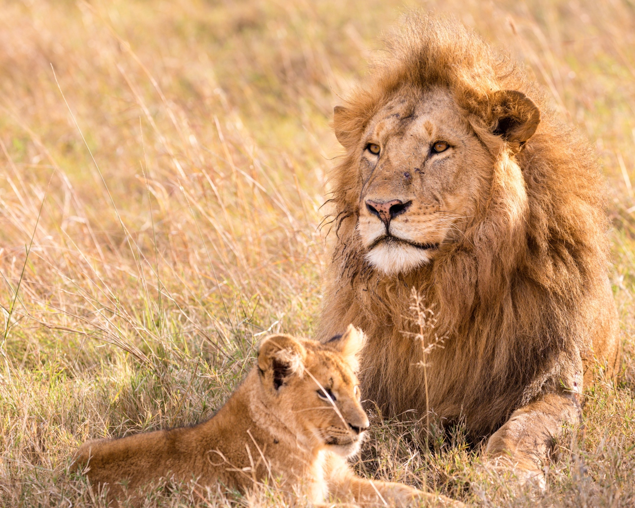 Большой лев на поляне с маленьким львенком