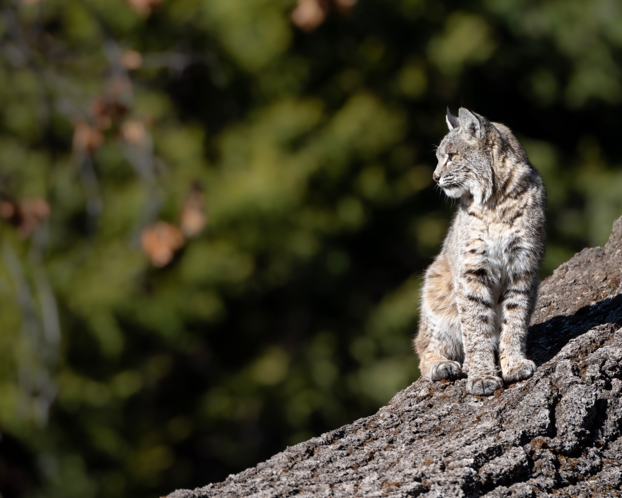 Серая рысь греется в лучах солнца на камне