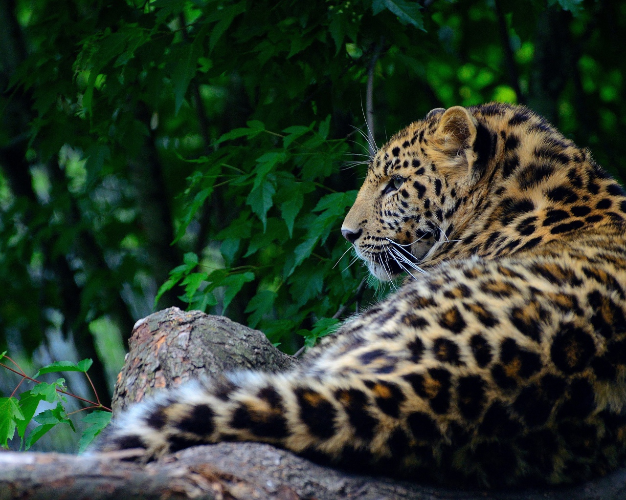 Большой пятнистый хищный леопард лежит на дереве 