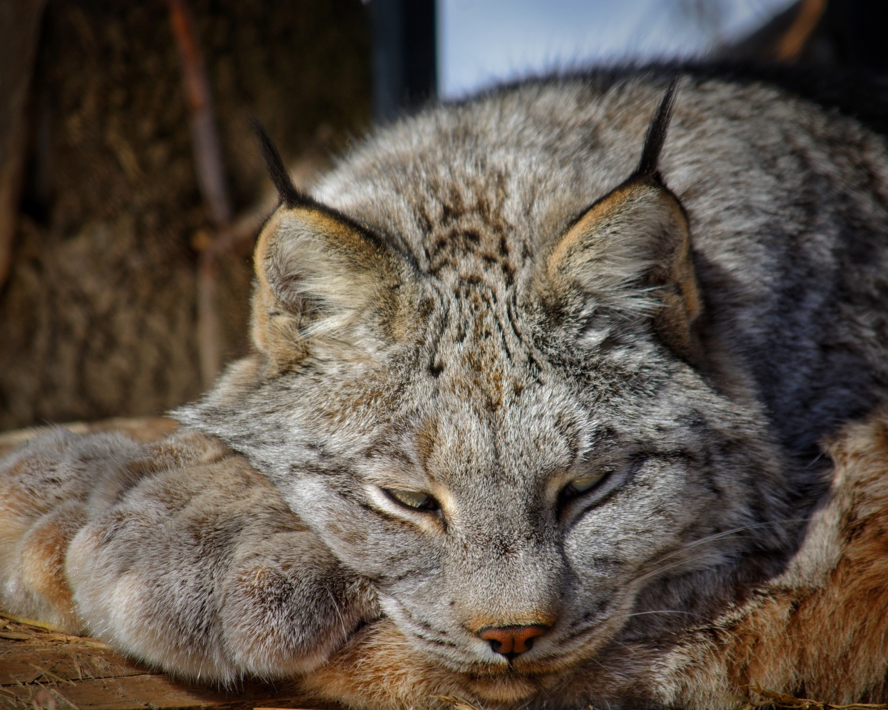 Рысь дремлет на солнце