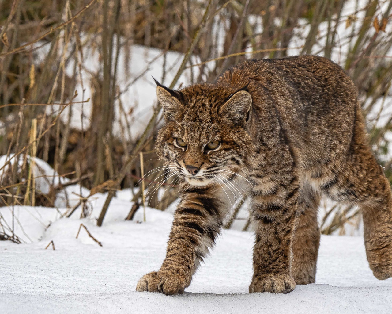 Серьезная серая рысь идет по снегу