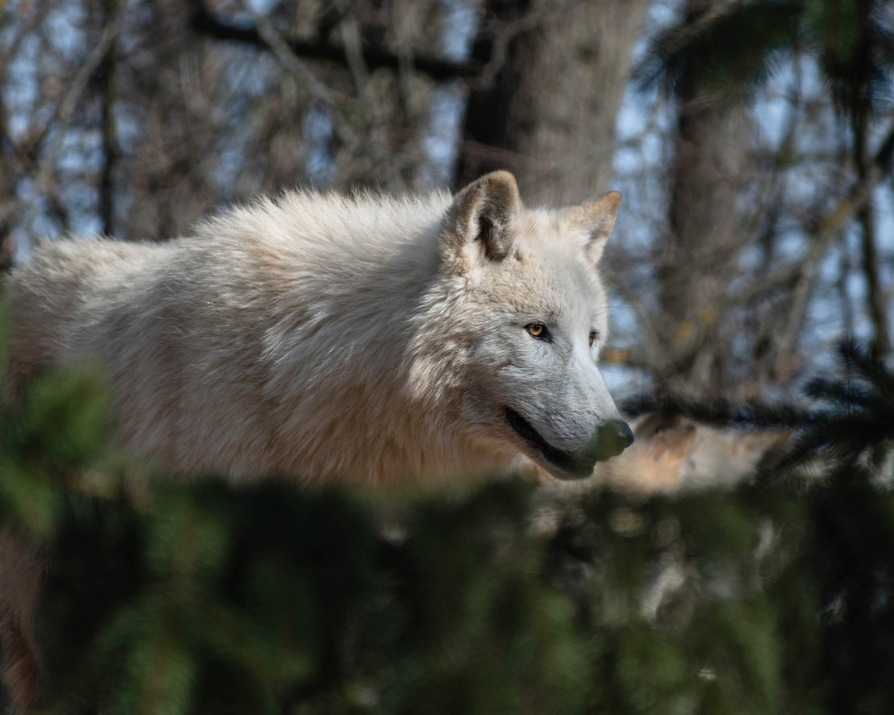 Большой белый волк гуляет в лесу