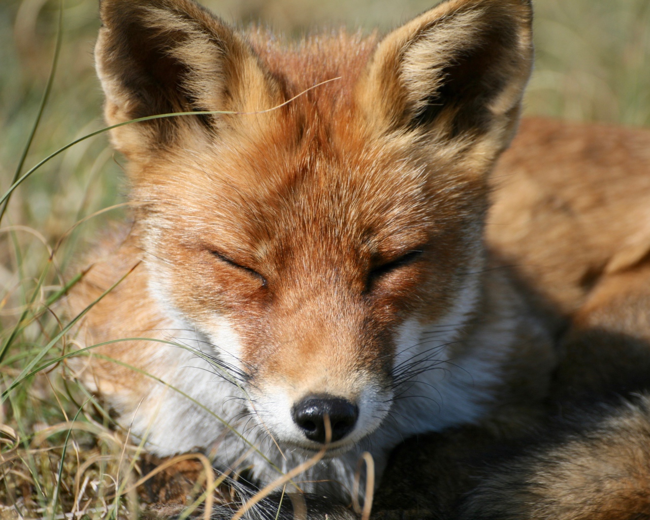 Рыжая лиса спит на зеленой траве