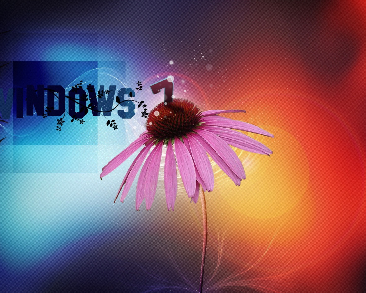 Echinacea flower on windows operating system