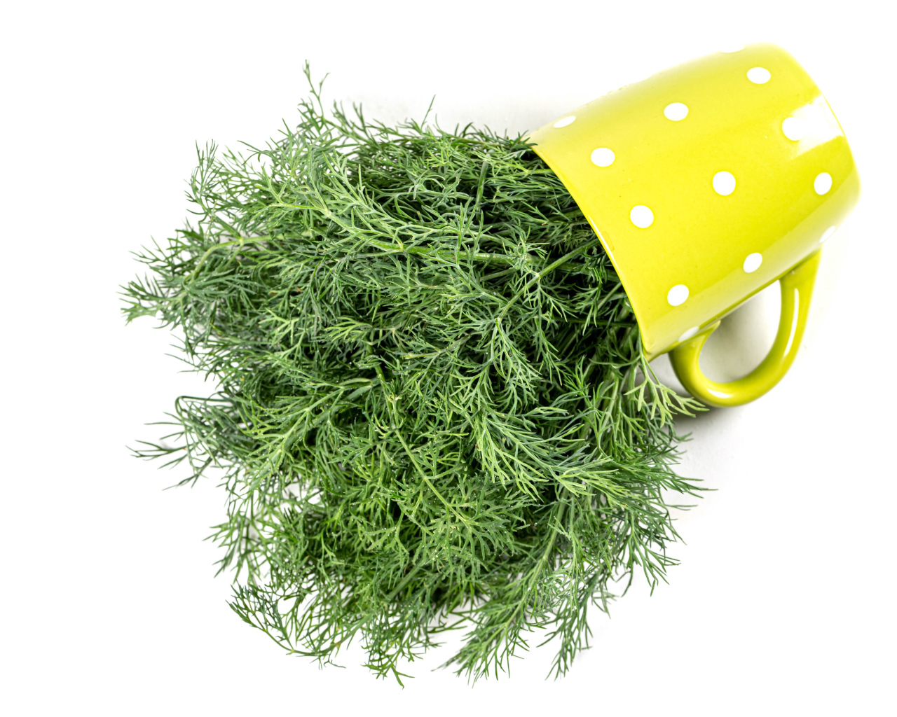 Пучок укропа в желтой чашке на белом фоне