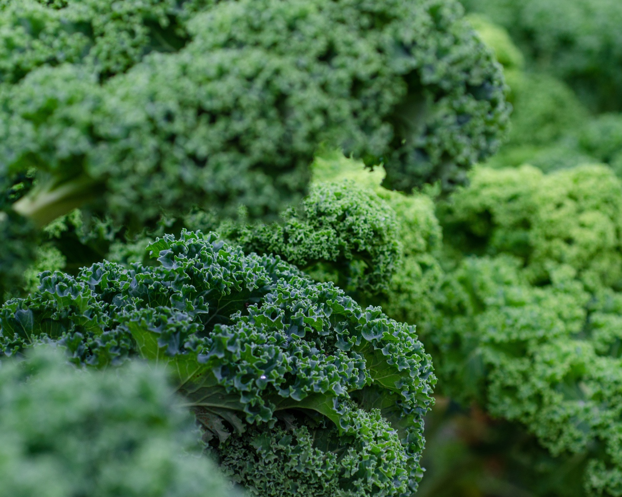 Зеленые листья салата на грядке 