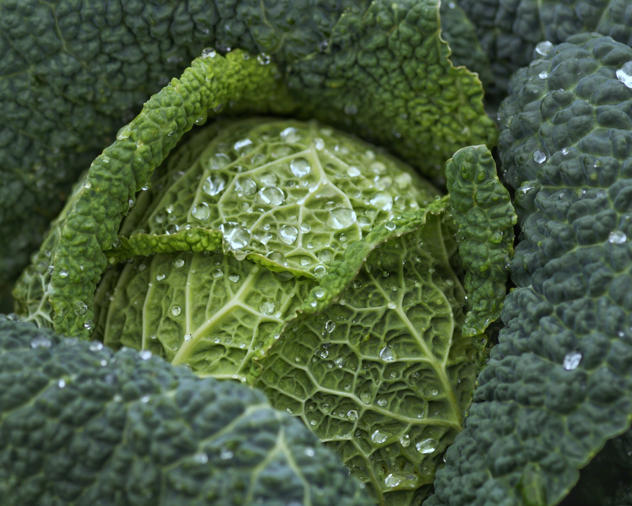 Большая зеленая капуста в каплях воды