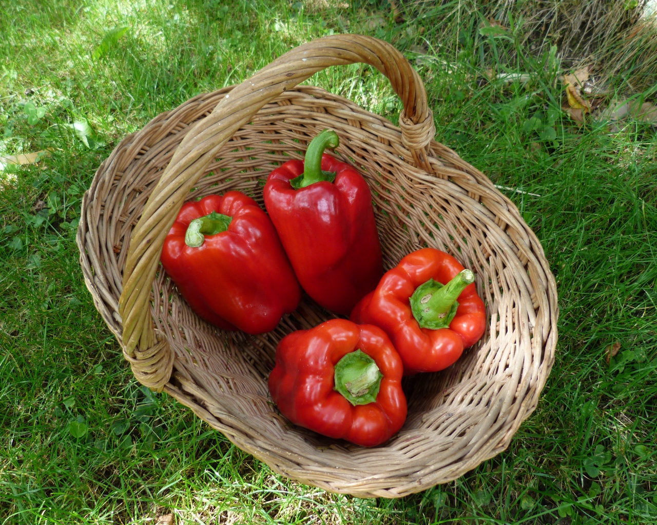 Красный болгарский перец в корзине на зеленой траве