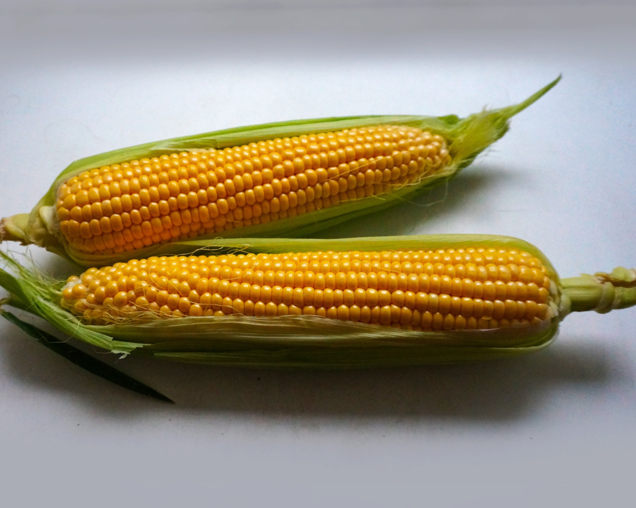 Два початка кукурузы на сером фоне