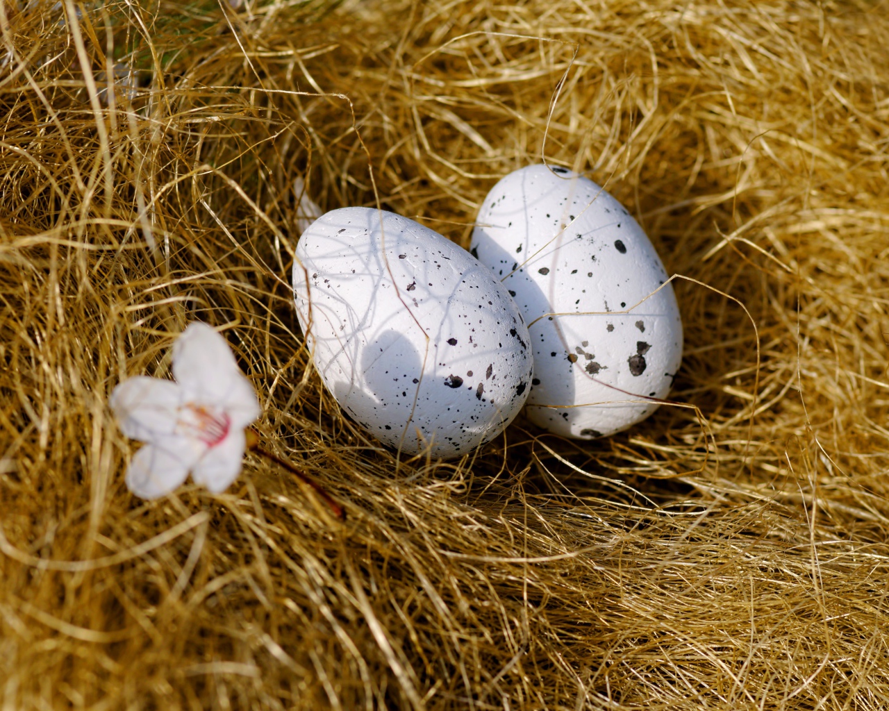 Два яйца лежат на сухой траве