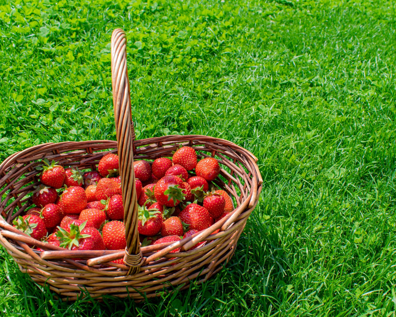 Корзина спелой красной клубники на зеленой траве