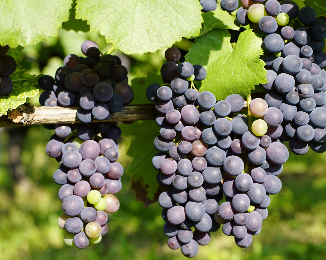 Красивые большие гроздья винограда с зелеными листьями