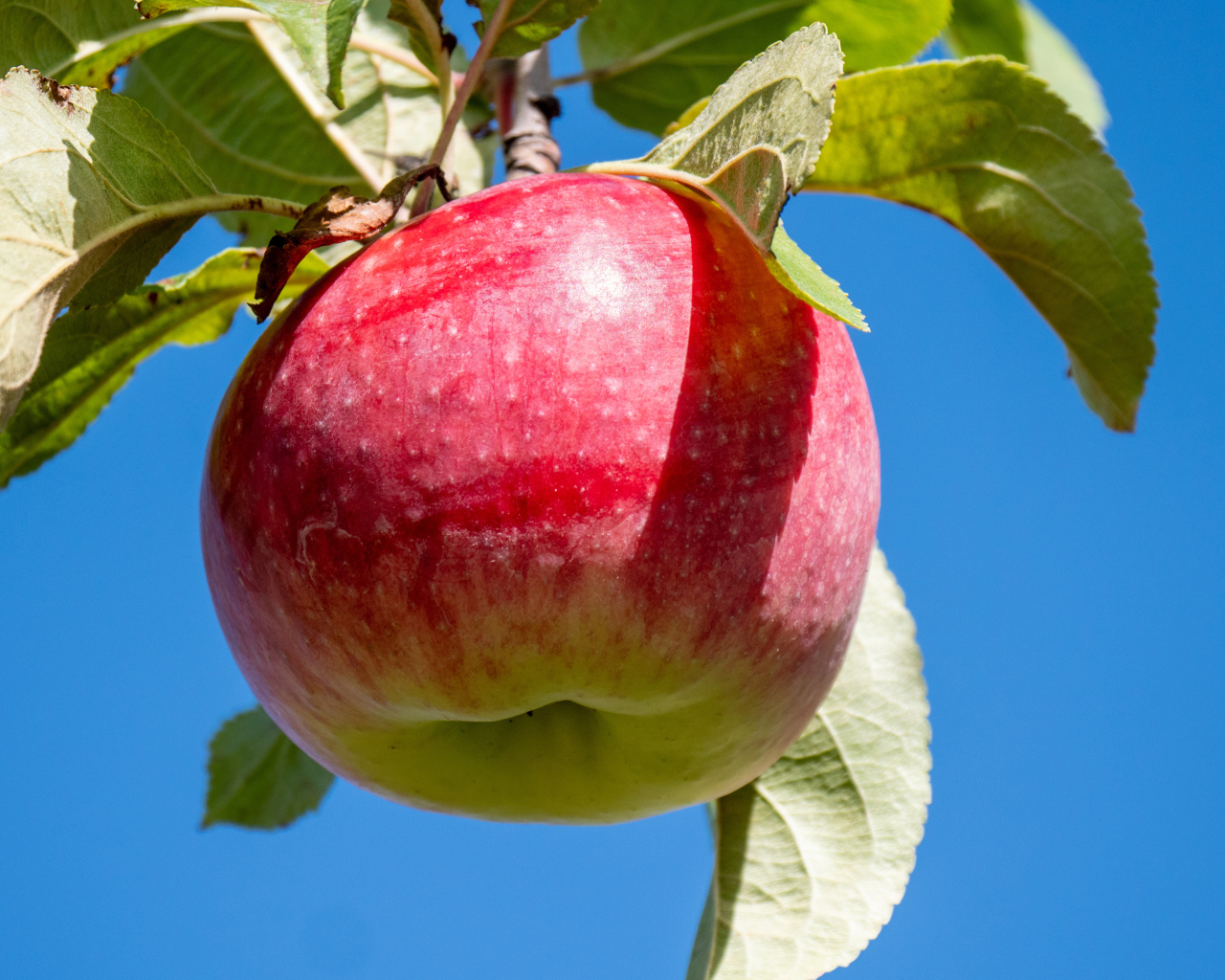 Красивое красное яблоко на ветке на фоне голубого неба
