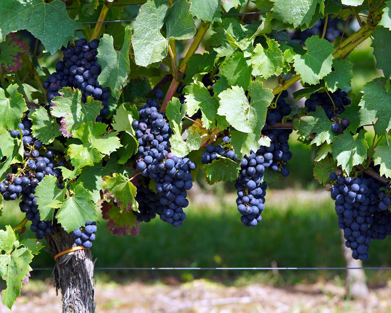 Большие гроздья синего винного винограда на лозе