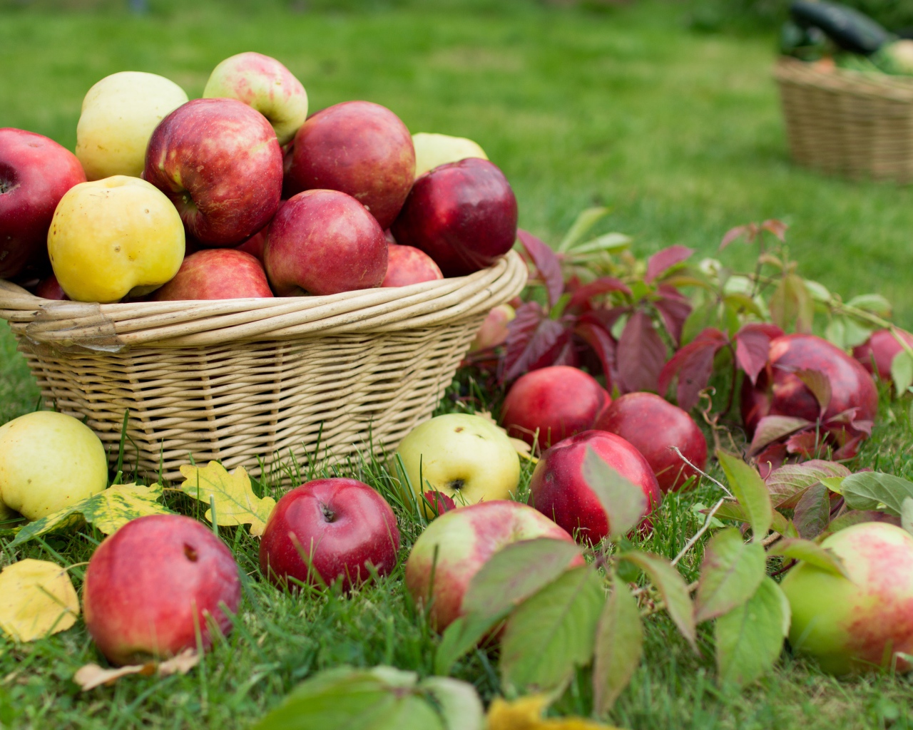 Красные и желтые яблоки в корзине на зеленой траве