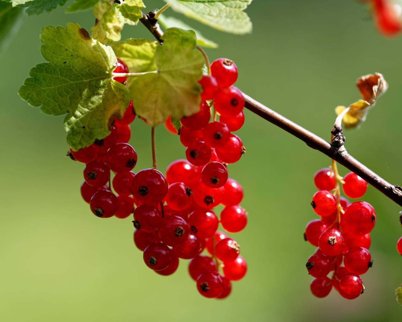 Красная сладкая смородина на ветке