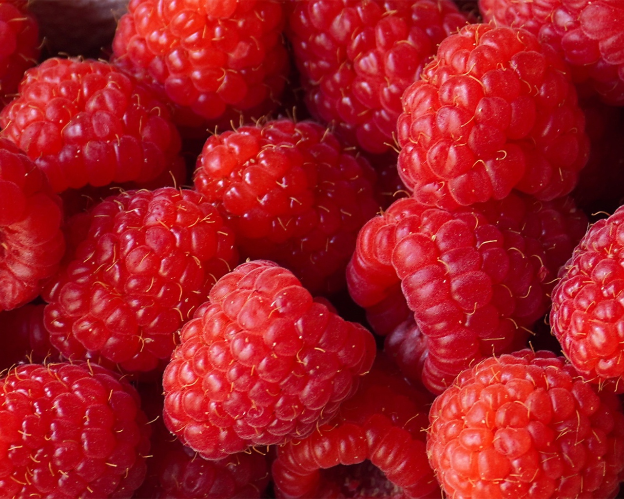 Красные сладкие ягоды малины крупным планом 