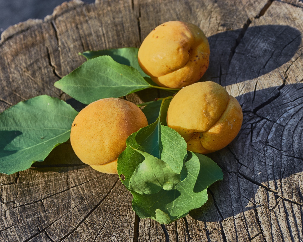 Три желтых абрикоса на деревянном пне